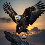 Eyes of the Storm – Eagle Landing Metal Poster